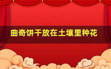 曲奇饼干放在土壤里种花