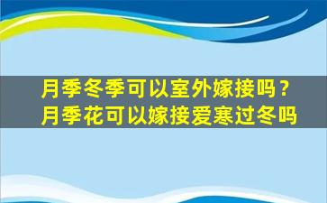 月季冬季可以室外嫁接吗？月季花可以嫁接爱寒过冬吗