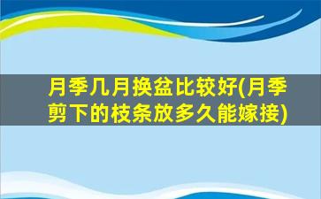 月季几月换盆比较好(月季剪下的枝条放多久能嫁接)