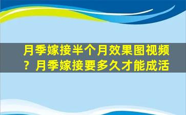 月季嫁接半个月效果图视频？月季嫁接要多久才能成活