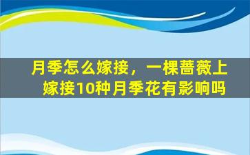 月季怎么嫁接，一棵蔷薇上嫁接10种月季花有影响吗