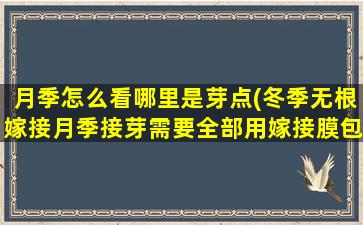 月季怎么看哪里是芽点(冬季无根嫁接月季接芽需要全部用嫁接膜包严还是留芽)