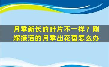 月季新长的叶片不一样？刚嫁接活的月季出花苞怎么办