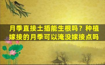 月季直接土插能生根吗？种植嫁接的月季可以淹没嫁接点吗