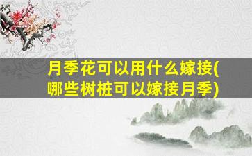 月季花可以用什么嫁接(哪些树桩可以嫁接月季)