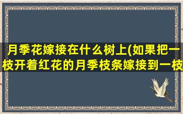 月季花嫁接在什么树上(如果把一枝开着红花的月季枝条嫁接到一枝开黄色花的月季的茎上)