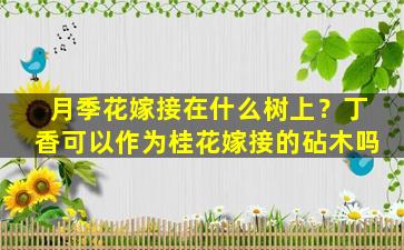 月季花嫁接在什么树上？丁香可以作为桂花嫁接的砧木吗