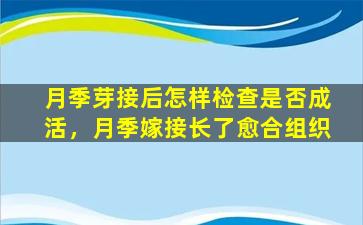 月季芽接后怎样检查是否成活，月季嫁接长了愈合组织