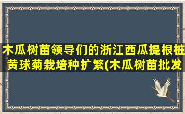 木瓜树苗领导们的浙江西瓜提根桩黄球菊栽培种扩繁(木瓜树苗批发价格)