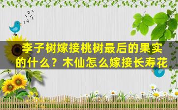 李子树嫁接桃树最后的果实的什么？木仙怎么嫁接长寿花