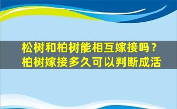 松树和柏树能相互嫁接吗？柏树嫁接多久可以判断成活