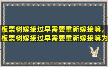 板栗树嫁接过早需要重新嫁接嘛，板栗树嫁接过早需要重新嫁接嘛为什么