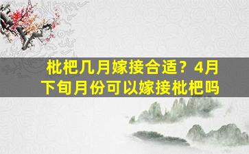 枇杷几月嫁接合适？4月下旬月份可以嫁接枇杷吗