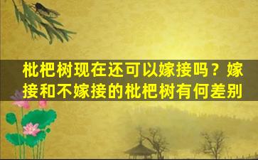 枇杷树现在还可以嫁接吗？嫁接和不嫁接的枇杷树有何差别