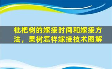 枇杷树的嫁接时间和嫁接方法，果树怎样嫁接技术图解