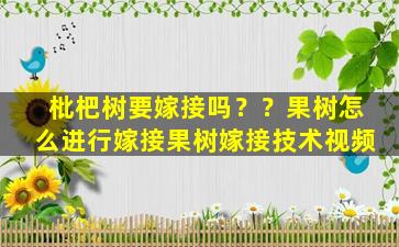 枇杷树要嫁接吗？？果树怎么进行嫁接果树嫁接技术视频