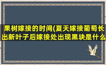 果树嫁接的时间(夏天嫁接葡萄长出新叶子后嫁接处出现黑块是什么原因)