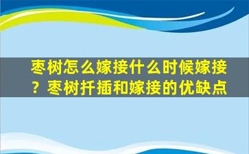 枣树怎么嫁接什么时候嫁接？枣树扦插和嫁接的优缺点