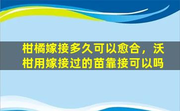 柑橘嫁接多久可以愈合，沃柑用嫁接过的苗靠接可以吗