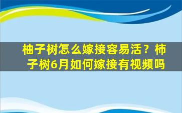 柚子树怎么嫁接容易活？柿子树6月如何嫁接有视频吗