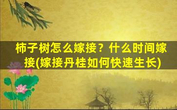 柿子树怎么嫁接？什么时间嫁接(嫁接丹桂如何快速生长)