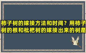 柿子树的嫁接方法和时间？用柿子树的根和枇杷树的嫁接出来的树是什麼树