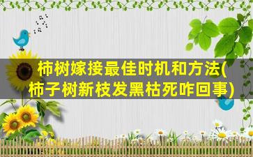 柿树嫁接最佳时机和方法(柿子树新枝发黑枯死咋回事)