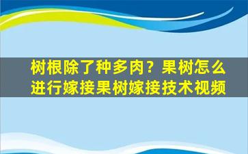 树根除了种多肉？果树怎么进行嫁接果树嫁接技术视频