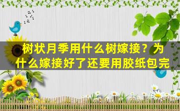 树状月季用什么树嫁接？为什么嫁接好了还要用胶纸包完