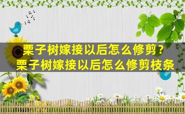 栗子树嫁接以后怎么修剪？栗子树嫁接以后怎么修剪枝条