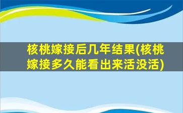 核桃嫁接后几年结果(核桃嫁接多久能看出来活没活)