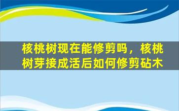 核桃树现在能修剪吗，核桃树芽接成活后如何修剪砧木