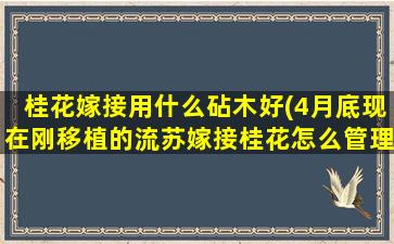 桂花嫁接用什么砧木好(4月底现在刚移植的流苏嫁接桂花怎么管理)