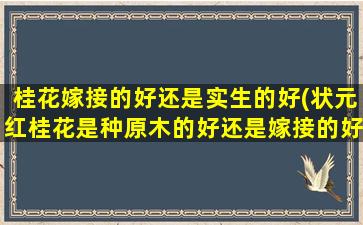 桂花嫁接的好还是实生的好(状元红桂花是种原木的好还是嫁接的好)