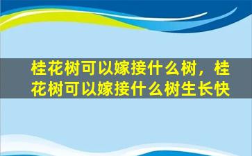 桂花树可以嫁接什么树，桂花树可以嫁接什么树生长快