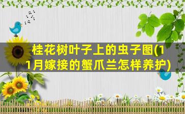 桂花树叶子上的虫子图(11月嫁接的蟹爪兰怎样养护)