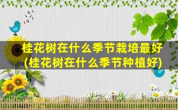 桂花树在什么季节栽培最好(桂花树在什么季节种植好)