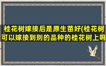 桂花树嫁接后是原生苗好(桂花树可以嫁接到别的品种的桂花树上吗)