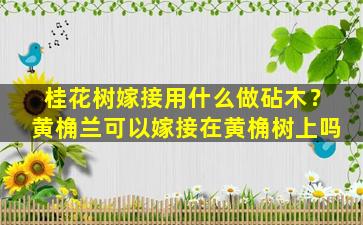 桂花树嫁接用什么做砧木？黄桷兰可以嫁接在黄桷树上吗