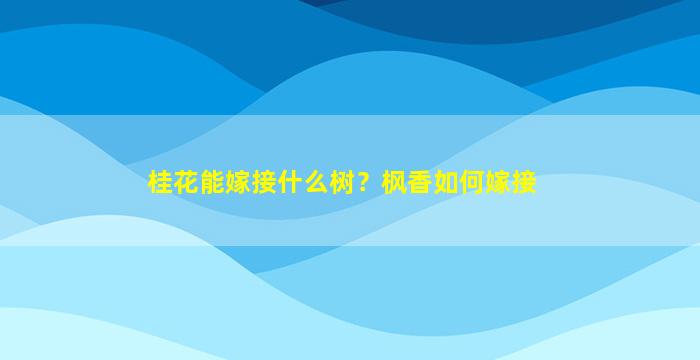 桂花能嫁接什么树？枫香如何嫁接