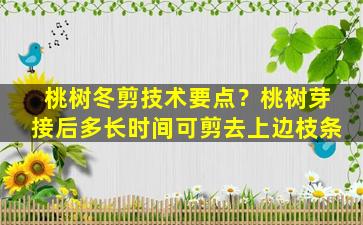 桃树冬剪技术要点？桃树芽接后多长时间可剪去上边枝条