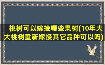 桃树可以嫁接哪些果树(10年大大桃树重新嫁接其它品种可以吗)