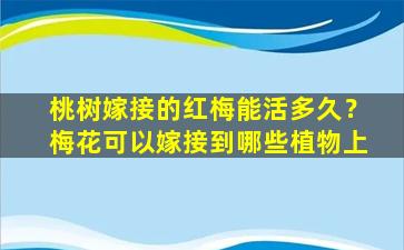 桃树嫁接的红梅能活多久？梅花可以嫁接到哪些植物上