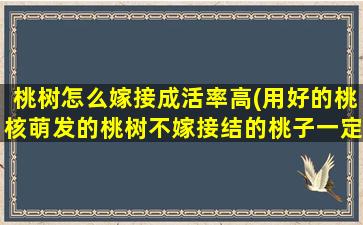 桃树怎么嫁接成活率高(用好的桃核萌发的桃树不嫁接结的桃子一定是毛桃吗还是)