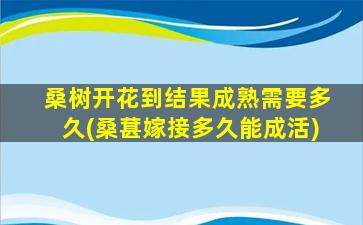 桑树开花到结果成熟需要多久(桑葚嫁接多久能成活)