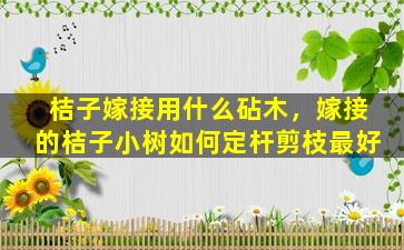 桔子嫁接用什么砧木，嫁接的桔子小树如何定杆剪枝最好