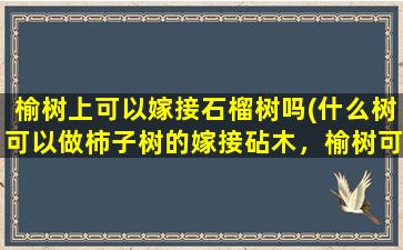 榆树上可以嫁接石榴树吗(什么树可以做柿子树的嫁接砧木，榆树可以吗)