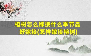 榕树怎么嫁接什么季节最好嫁接(怎样嫁接榕树)