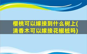 樱桃可以嫁接到什么树上(清香木可以嫁接花椒桩吗)