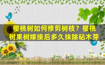 樱桃树如何修剪树枝？樱桃树果树嫁接后多久抹除砧木芽